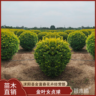 冠幅120厘米金叶女贞球