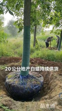 20公分白蜡