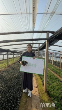 高度5厘米筋骨草