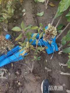 高度50厘米绣球荚蒾