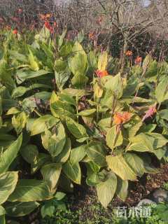 高度40厘米花叶美人蕉