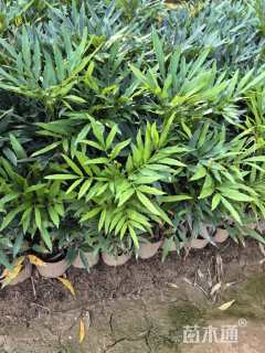 高度30厘米十大功劳