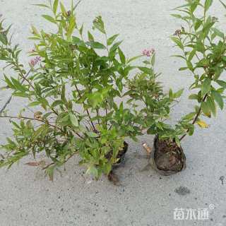 高度30厘米绣线菊