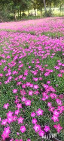 高度10厘米欧石竹