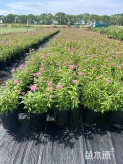 高度30厘米粉花绣线菊