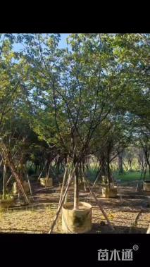 5公分福建山樱花