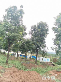 10公分栾树