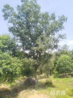 27公分造型朴树