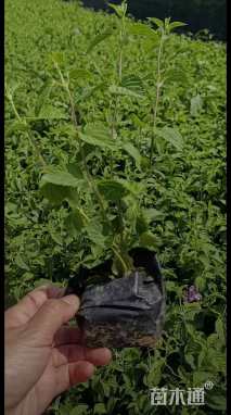 高度15厘米紫花马樱丹