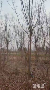 12公分栾树