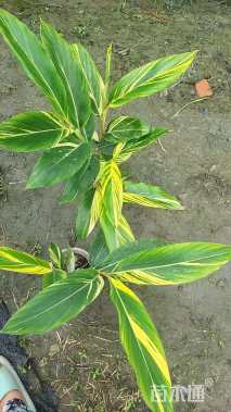 高度60厘米花叶良姜