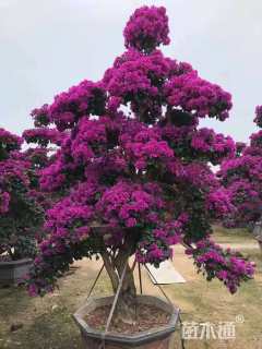 8公分造型三角梅