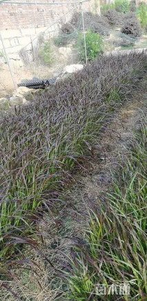 25厘米紫叶狼尾草