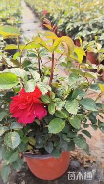 高度30厘米月季