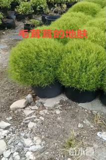 高度40厘米地肤