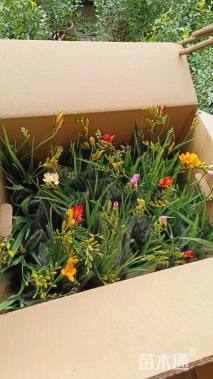 高度35厘米小苍兰