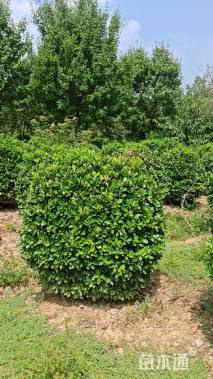冠幅120厘米大叶黄杨球