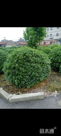 冠幅200厘米海桐球