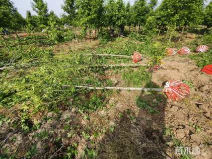 5.3公分北美枫香