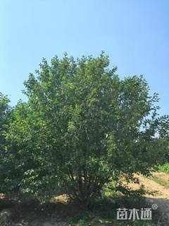 30公分丛生绚丽海棠