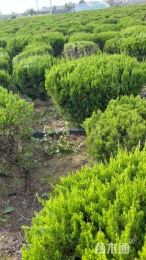 冠幅100厘米龙柏球