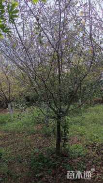 10公分垂丝海棠