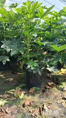 高度80厘米八角金盘