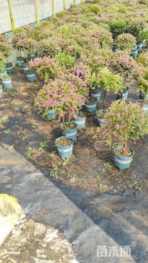 高度50厘米满天星