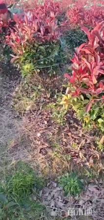 冠幅90厘米红叶石楠球