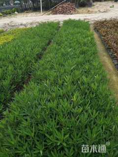 高度80厘米夹竹桃