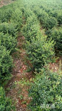 冠幅60厘米火棘球