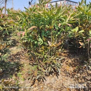 高度100厘米十大功劳