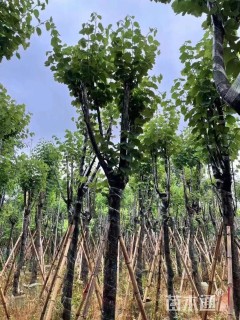 高度4.3厘米紫荆