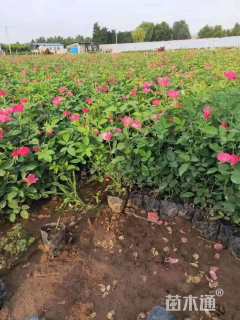 高度30厘米丰花月季