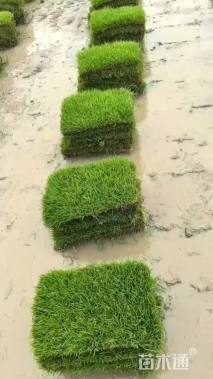 草块状马尼拉草