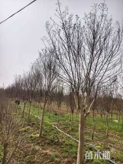 高度250厘米红花紫薇