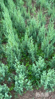 高度80厘米刺柏