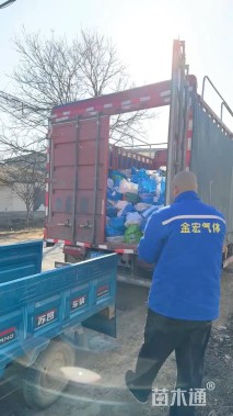 高度30厘米鼠尾草