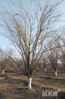 20公分西府海棠