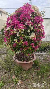 高度150厘米三角梅