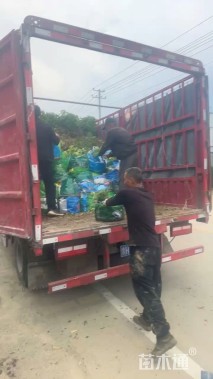 高度30厘米毛鹃