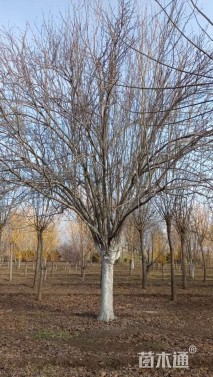 80公分西府海棠