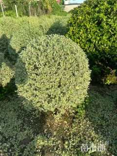 冠幅210厘米银姬小蜡球