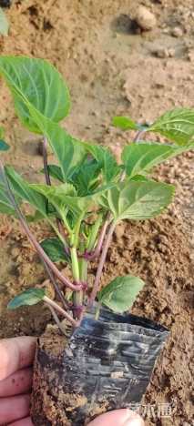 高度20厘米一串红