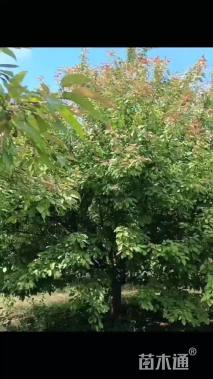 13公分亚当海棠