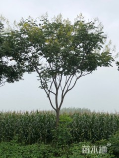 18公分栾树