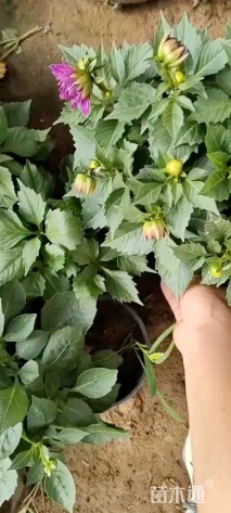 高度20厘米小丽花