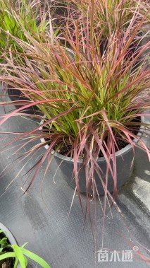 高度60厘米紫叶狼尾草