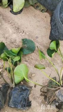 高度30厘米睡莲