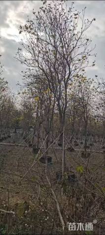 16公分黄花风铃木